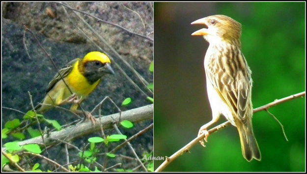 Baya Weavers were busy in their nesting activity. The male birds were done with building their nests and the females were inspecting them one by one. 